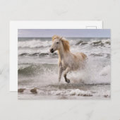 カムリグランニングホースのサーフ外 ポストカード (正面/裏面)