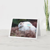 カム・ラン渓谷の羊 カード (正面)