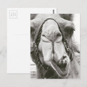 カメおもしろいル ポストカード (正面/裏面)