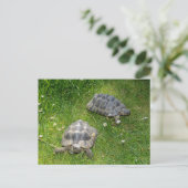 カメが緑の草の中にある ポストカード (スタンド正面)