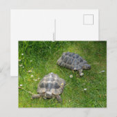 カメが緑の草の中にある ポストカード (正面/裏面)