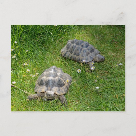 カメが緑の草の中にある ポストカード (正面)