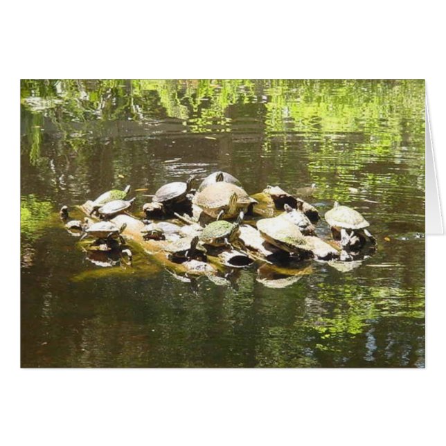 カメのネットワーキング (正面横)