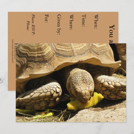 カメの招待状 招待状 (正面/裏面)