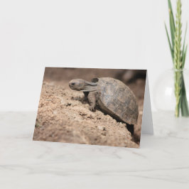 カメの挑戦 カード