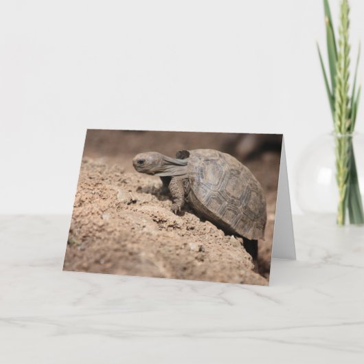 カメの挑戦 カード (正面)