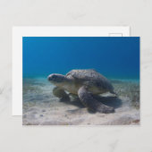 カメの水中シーンダイビング葉書 ポストカード (正面/裏面)