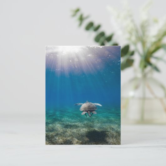 カメの水中シーン旅行はがき ポストカード (スタンド正面)