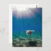 カメの水中シーン旅行はがき ポストカード (正面/裏面)