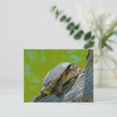 カメの登るポストカード ポストカード (スタンド正面)