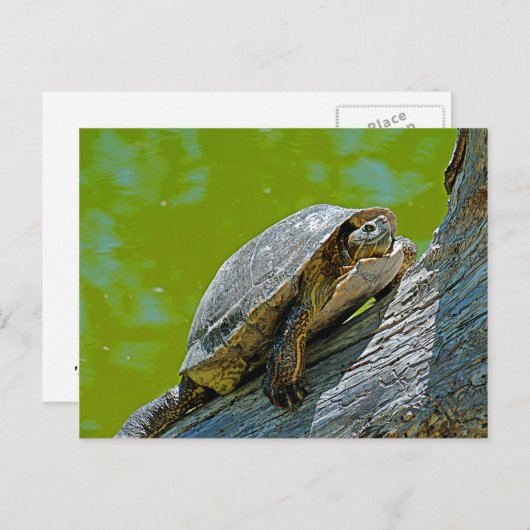 カメの登るポストカード ポストカード (正面/裏面)