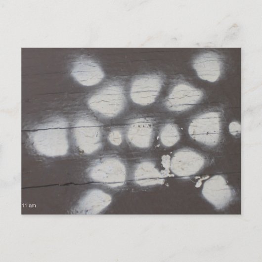 カメの移動 ポストカード (正面)