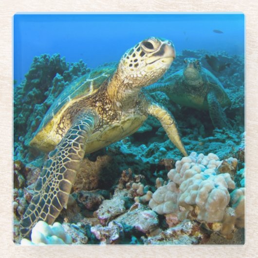 カメの組 ガラスコースター (正面)