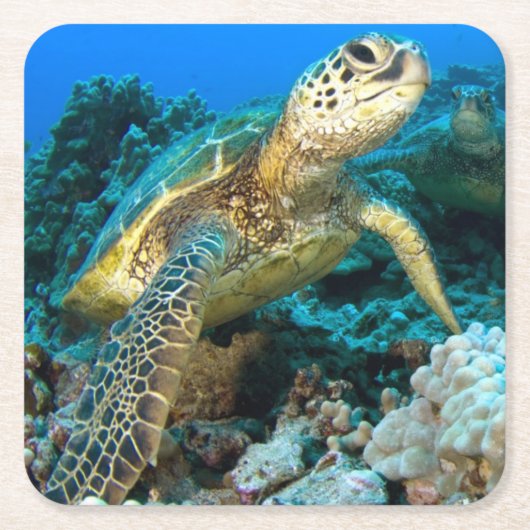 カメの組 スクエアペーパーコースター (正面)