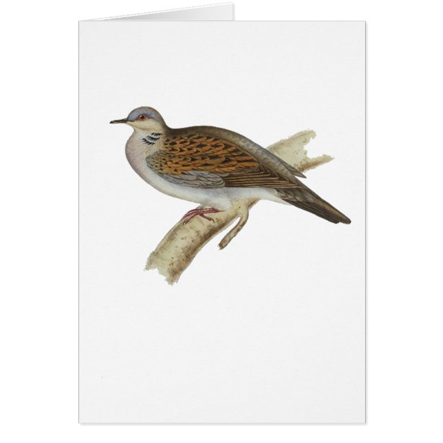 カメの鳩 (正面)