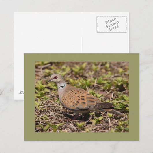 カメの鳩 ポストカード (正面/裏面)