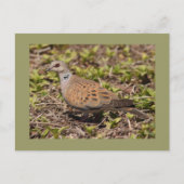 カメの鳩 ポストカード (正面)