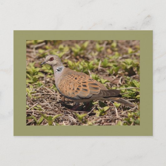 カメの鳩 ポストカード (正面)