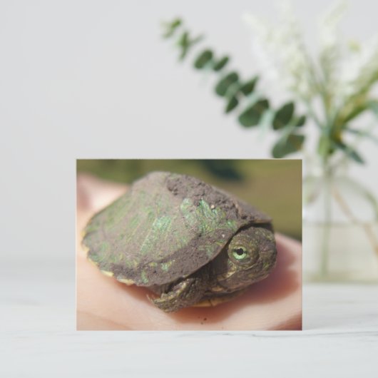 カメのHatchlingの郵便はがき ポストカード (スタンド正面)