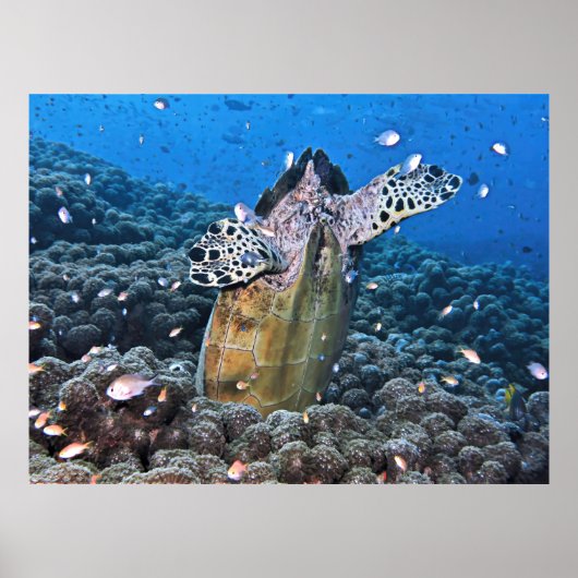 カメを飼い慣らす ポスター (正面)