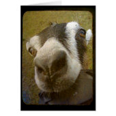 カメラだ！ (正面)