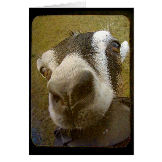 カメラだ！ (正面)