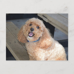カメラで微笑むかわいいコックパオの犬のクローズアップ ポストカード