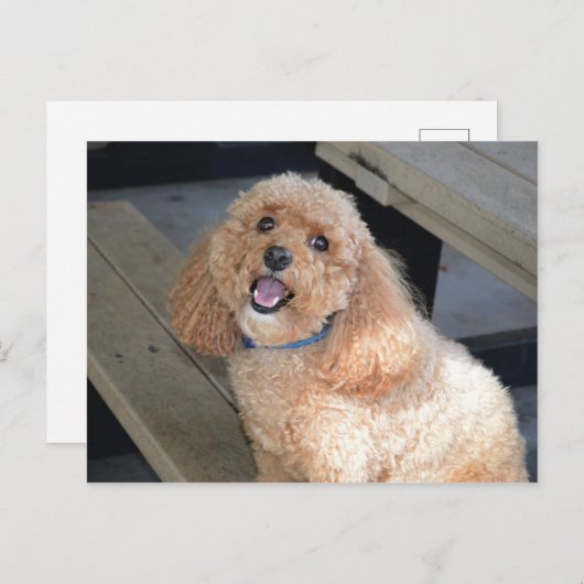 カメラで微笑むかわいいコックパオの犬のクローズアップ ポストカード (正面/裏面)