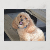 カメラで微笑むかわいいコックパオの犬のクローズアップ ポストカード (正面)