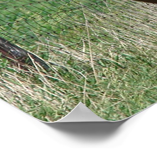 カメラに向かってスコッチと派手なトロット ポスター (角)