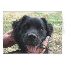 カメラのコッカースパニエル犬ポーズ