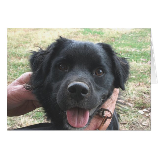 カメラのコッカースパニエル犬ポーズ (正面横)