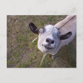 カメラのスマイル ポストカード