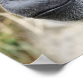 カメラのポスターを見たかわいいオランウータン ポスター (角)