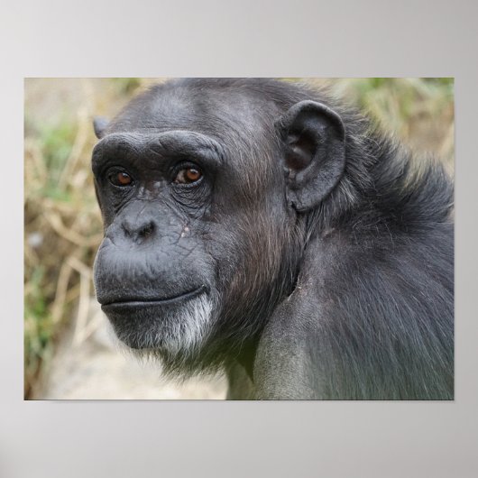 カメラのポスターを見たかわいいオランウータン ポスター (正面)