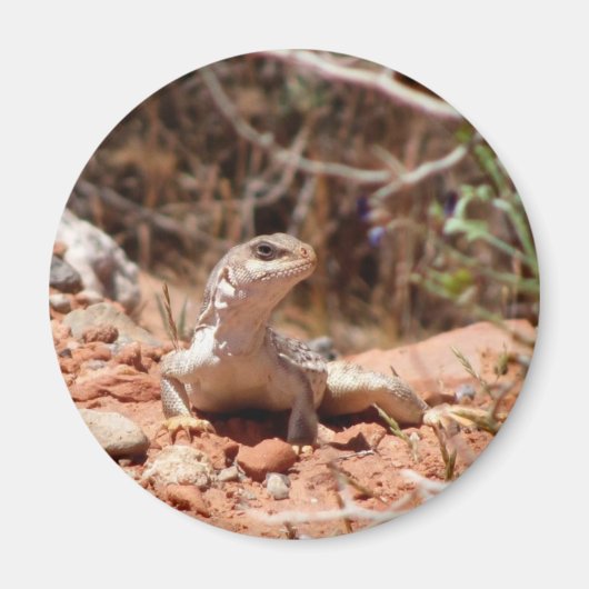 カメラのポーズ設定 マグネット (正面)