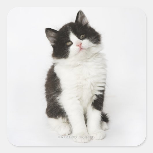 カメラの中を見つめて座っている子猫。 スクエアシール (正面)