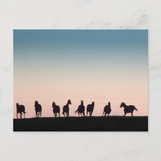 カメラはシャイ! ポストカード