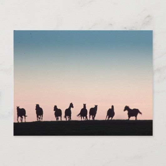 カメラはシャイ！ ポストカード (正面)