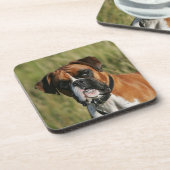 カメラを凝視しているボクサー犬 コースター (左側)