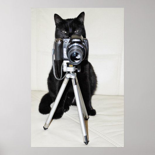 カメラを持った猫 - ポスター (正面)