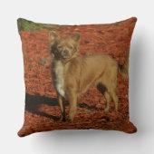 カメラを見ているチワワ クッション (裏面)