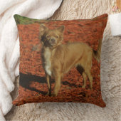 カメラを見ているチワワ クッション (ブランケット)