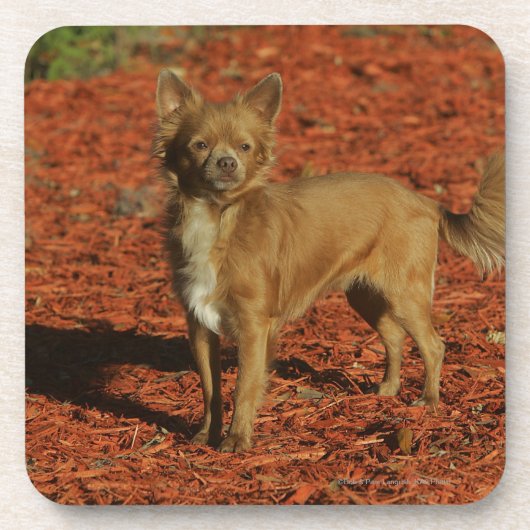 カメラを見ているチワワ コースター (正面)