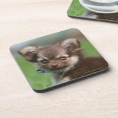 カメラを見ている長い髪のチワワの子犬 コースター (左側)