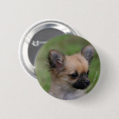 カメラを見ている長い髪のチワワの子犬 缶バッジ (正面&裏面)