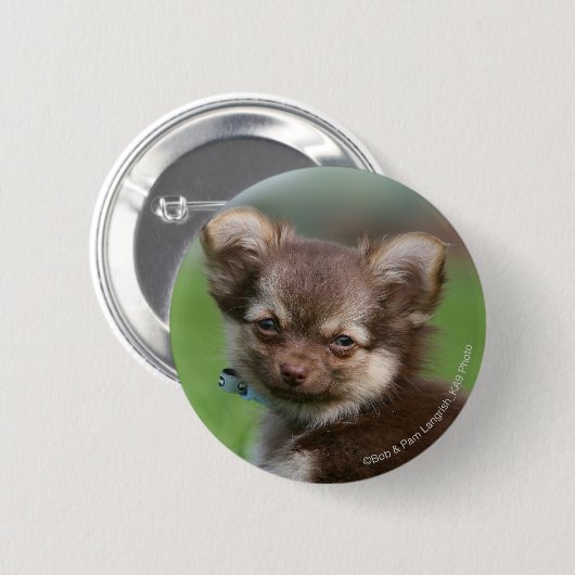 カメラを見ている長い髪のチワワの子犬 缶バッジ (正面&裏面)