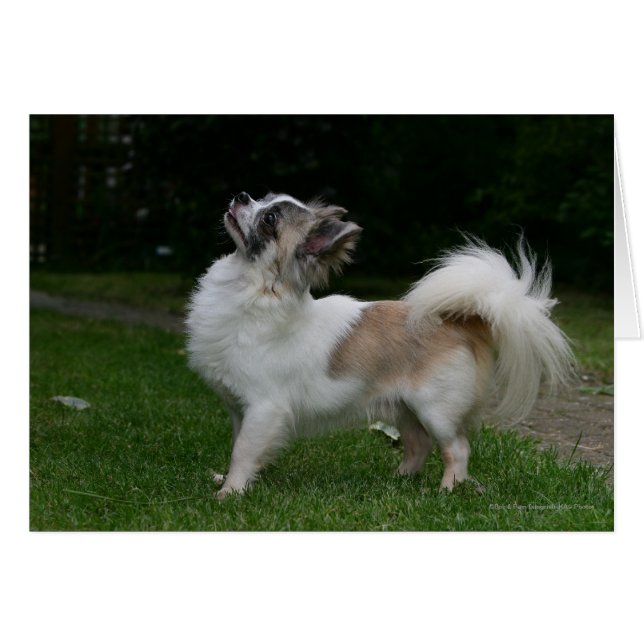 カメラを見ている長い髪のチワワ (正面横)