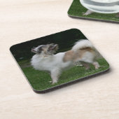 カメラを見ている長い髪のチワワ コースター (左側)