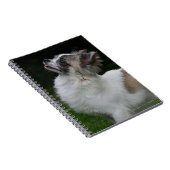 カメラを見ている長い髪のチワワ ノートブック (右側)